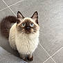 cat, siamese_cat, blue_eyes, fluffy, pet, indoor, floor_tiles, curious, looking_up, whiskers, tail, animal, feline, domestic_cat, person_clothing, jeans, black_shirt, close_up, cute, companion