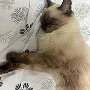 Nala a rejoint le concours — aidez-le/la à gagner de superbes lots ! animal, bed, blanket, cat, cute, domestic_animal, feline, fluffy, fur, indoor, pattern, pet, relaxed, resting, siamese_cat, sleeping, soft, stretching, whiskers, white