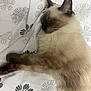 animal, bed, blanket, cat, cute, domestic_animal, feline, fluffy, fur, indoor, pattern, pet, relaxed, resting, siamese_cat, sleeping, soft, stretching, whiskers, white
