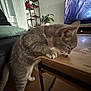 cat, gray_tabby, table, living_room, couch, plant, television, wooden_table, floor, curious, indoor, pet, furniture, houseplant, screen, cozy, animal, morsel, leaning, home