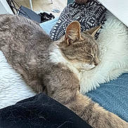 Gribouille participe au concours pour gagner de l'argent avec cette photo : cat, sleeping, furry, cushion, hand, notebook, clothing, jeans, fur, indoor, relaxing, wooden_floor, chair, cord, casual, person, cozy, pet, gray_cat, white_fur