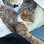 cat, sleeping, furry, cushion, hand, notebook, clothing, jeans, fur, indoor, relaxing, wooden_floor, chair, cord, casual, person, cozy, pet, gray_cat, white_fur