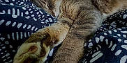 Gribouille a rejoint le concours — aidez-le/la à gagner de superbes lots ! cat, tabby_cat, sleeping, paws, fur, blanket, patterned_blanket, bed, resting, cozy, indoor, animal, pet, whiskers, relaxation, closeup, feline, soft, cute, domestic_cat