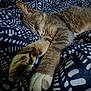 cat, tabby_cat, sleeping, paws, fur, blanket, patterned_blanket, bed, resting, cozy, indoor, animal, pet, whiskers, relaxation, closeup, feline, soft, cute, domestic_cat