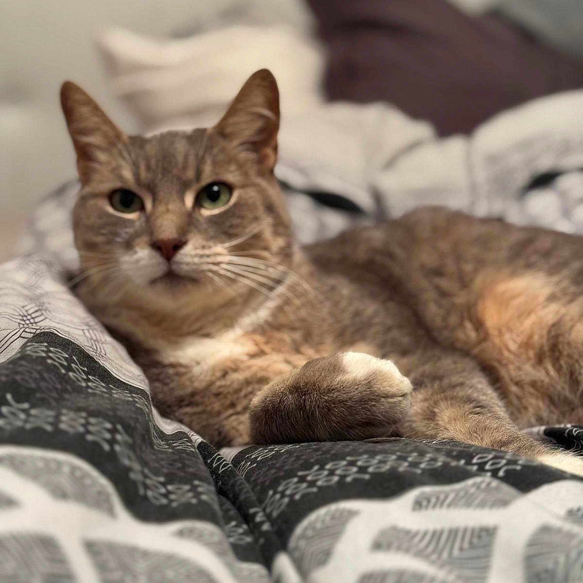 Gribouille a rejoint le concours — aidez-le/la à gagner de superbes lots ! animal, bed, blanket, cat, closeup, comfort, cozy, domestic, ears, feline, fur, indoor, lying_down, pet, portrait, relaxed, resting, soft_focus, tabby, whiskers