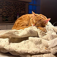 Ashton is registered to the contest to win money with this photo: cat, orange_tabby, sleeping, quilt, blanket, indoor, cozy, fur, nap, kitchen, counter, soft_texture, pet, domestic_animal, relaxing, feline, warm_lighting, background_blur, table_surface, quiet