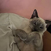 Mellow is registered to the contest to win money with this photo: cat, kitten, siamese, pet, animal, feline, cute, fur, whiskers, ears, paws, lying_down, indoor, closeup, soft, relaxed, resting, pink_background, beige_blanket, curled_paws