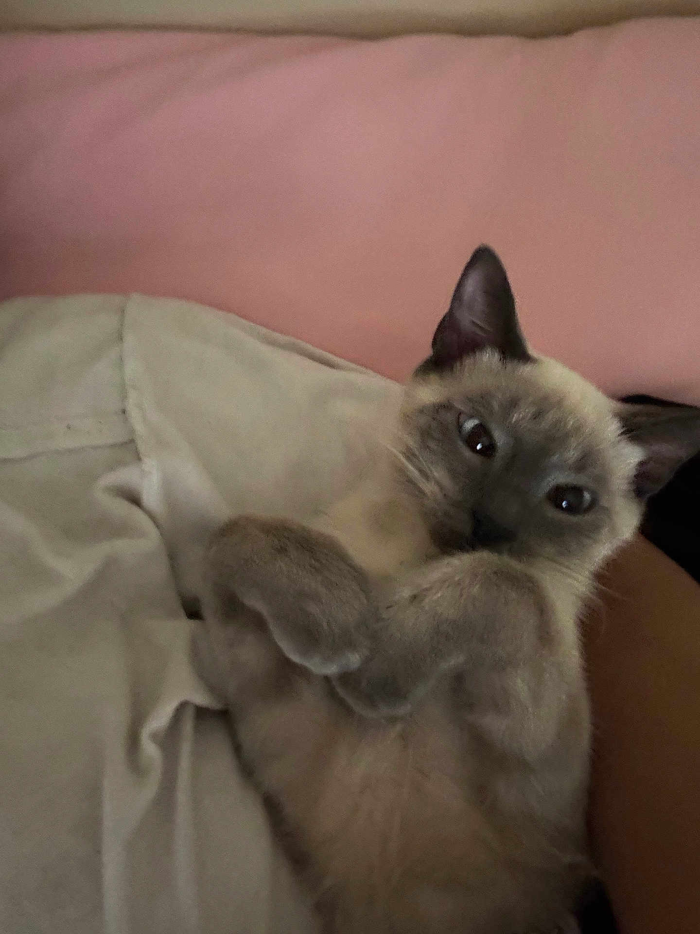 Mellow is registered to the contest to win money with this photo: cat, kitten, siamese, pet, animal, feline, cute, fur, whiskers, ears, paws, lying_down, indoor, closeup, soft, relaxed, resting, pink_background, beige_blanket, curled_paws