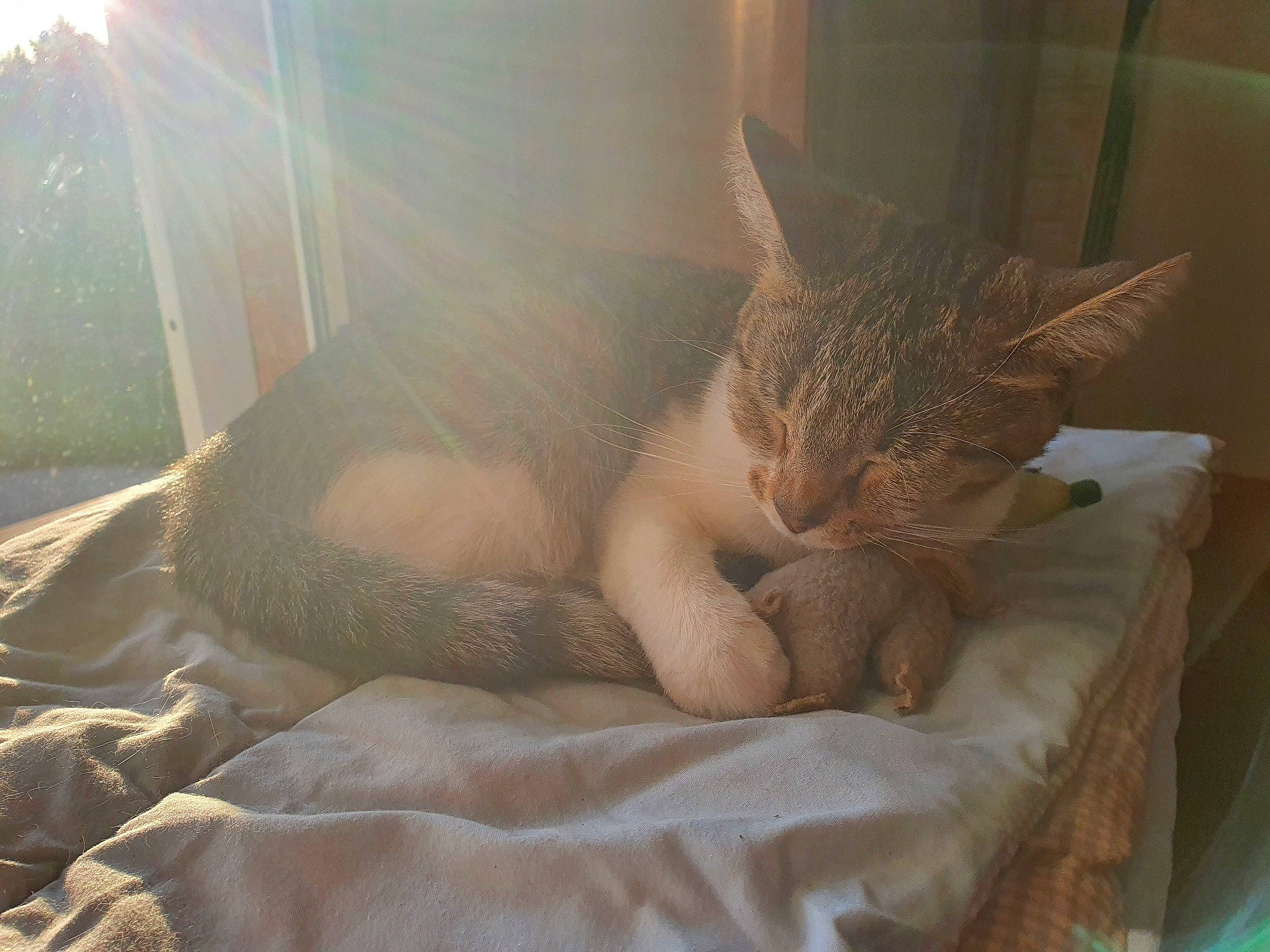 Eva participe au concours pour gagner de l'argent avec cette photo : bedding, carnivore, cat, claw, comfort, domestic_short_haired_cat, fawn, felidae, fur, human_leg, lens_flare, linens, paw, room, sitting, small_to_medium_sized_cats, tail, terrestrial_animal, whiskers, wood