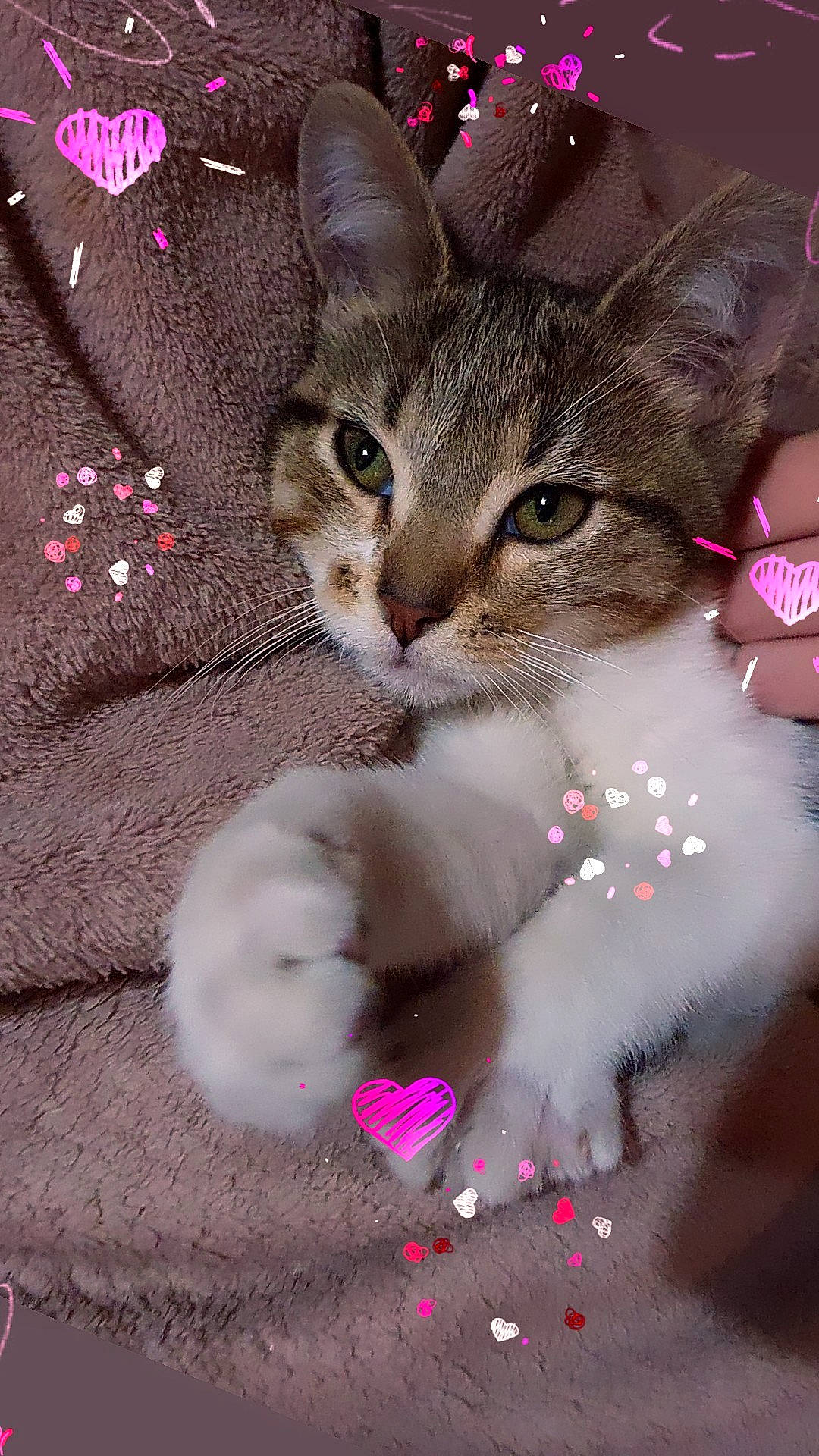 Eva participe au concours pour gagner de l'argent avec cette photo : art, carnivore, cat, claw, domestic_short_haired_cat, event, fawn, felidae, foot, fur, gesture, magenta, pattern, paw, petal, photo_caption, pink, small_to_medium_sized_cats, tail, whiskers