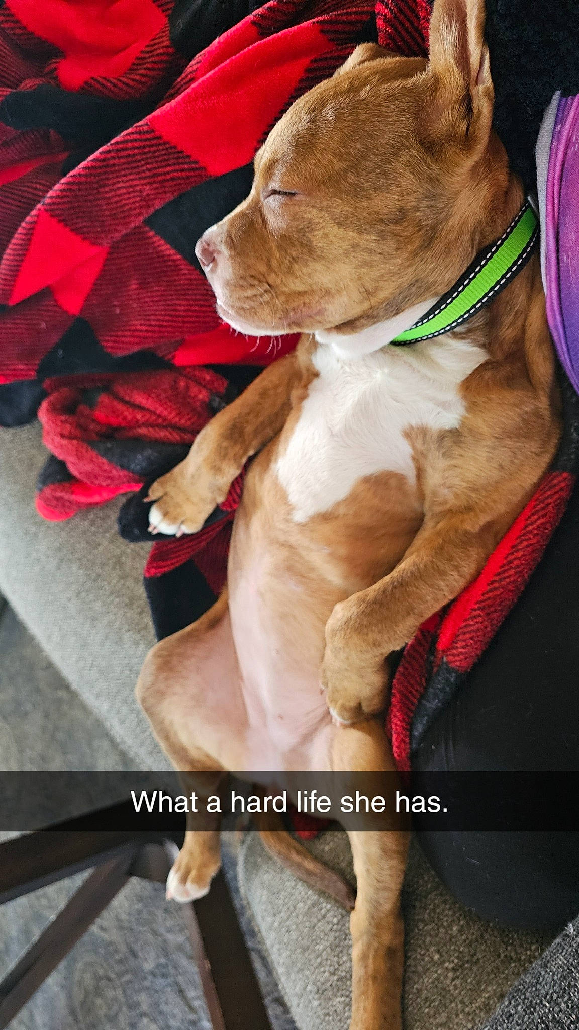 Georgia is registered to the contest to win money with this photo: canidae, carmine, carnivore, collar, comfort, companion_dog, dog, dog_breed, dog_collar, dog_supply, fawn, fur, human_leg, liver, pet_supply, sporting_group, tail, whiskers, working_animal, wrinkle