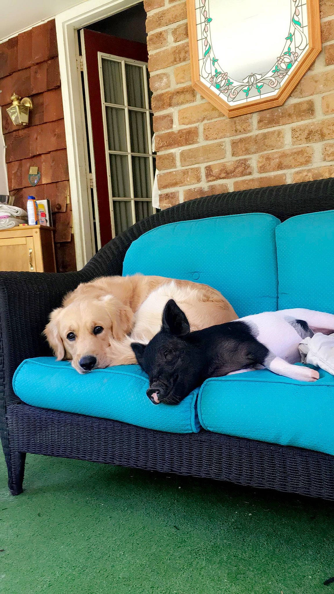 Prince is registered to the contest to win money with this photo: aqua, blue, carnivore, comfort, companion_dog, couch, dog, dog_breed, dog_supply, home, interior_design, living_room, mammal, pet_supply, room, teal, turquoise, vertebrate, working_animal