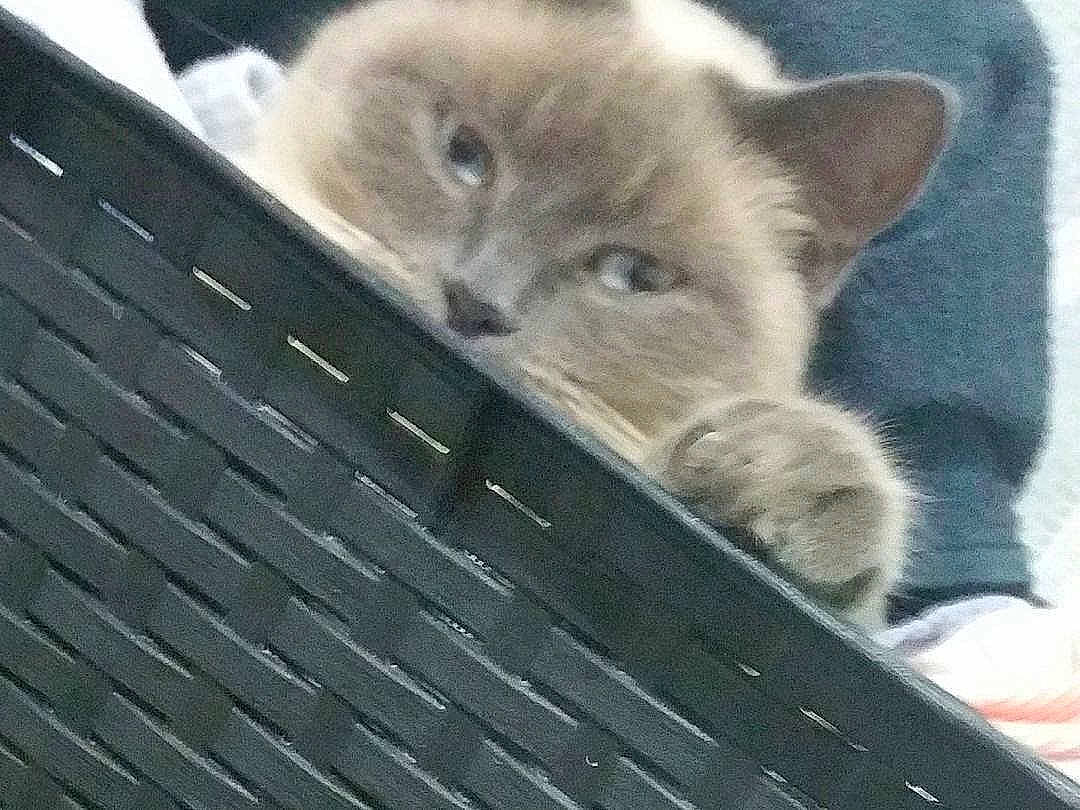 Maya participe au concours pour gagner de l'argent avec cette photo : animal_shelter, carnivore, cat, domestic_short_haired_cat, fawn, felidae, fur, grey, mesh, metal, nap, paw, small_to_medium_sized_cats, snout, steel, tail, terrestrial_animal, whiskers, wildlife, wood