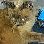 Maya participe au concours pour gagner de l'argent avec cette photo : carnivore, cat, electric_blue, fawn, felidae, fur, ragdoll, small_to_medium_sized_cats, snout, terrestrial_animal, whiskers, wildlife