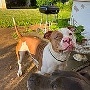 Cookie Darling is registered to the contest to win money with this photo: dog, brown_and_white_dog, black_dog, patio, grill, plant, lawn, sunlight, outdoor, pet, canine, collar, yard, greenery, summer, backyard, animal, muzzle, face, curious