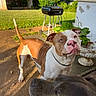 dog, brown_and_white_dog, black_dog, patio, grill, plant, lawn, sunlight, outdoor, pet, canine, collar, yard, greenery, summer, backyard, animal, muzzle, face, curious
