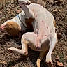 Cookie Darling is registered to the contest to win money with this photo: dog, animal, pet, grass, outdoor, playful, sunlight, brown, white, rolling, lying_down, nature, canine, happy, relaxing, fur, mammal, summer, daylight, leaves