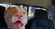Cookie Darling joined the competition — help win amazing prizes! dog, car, backseat, happy, tongue_out, pet, canine, inside, window, seat, animal, excited, pink_nose, daylight, leather_seat, transportation, vehicle, travel, companion, domestic_animal