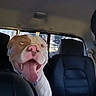 dog, car, backseat, happy, tongue_out, pet, canine, inside, window, seat, animal, excited, pink_nose, daylight, leather_seat, transportation, vehicle, travel, companion, domestic_animal