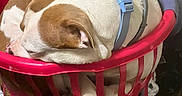 Cookie Darling is registered to the contest to win money with this photo: basket, brown_and_white, clothes, collar, comfort, cozy, curled_up, dog, domestic, floor, fur, home, household, indoor, laundry_basket, pet, relaxed, resting, sleeping, wooden_floor