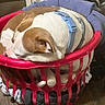 Cookie Darling is registered to the contest to win money with this photo: dog, laundry_basket, clothes, sleeping, indoor, brown_and_white, collar, pet, wooden_floor, cozy, resting, household, curled_up, domestic, basket, floor, fur, relaxed, comfort, home