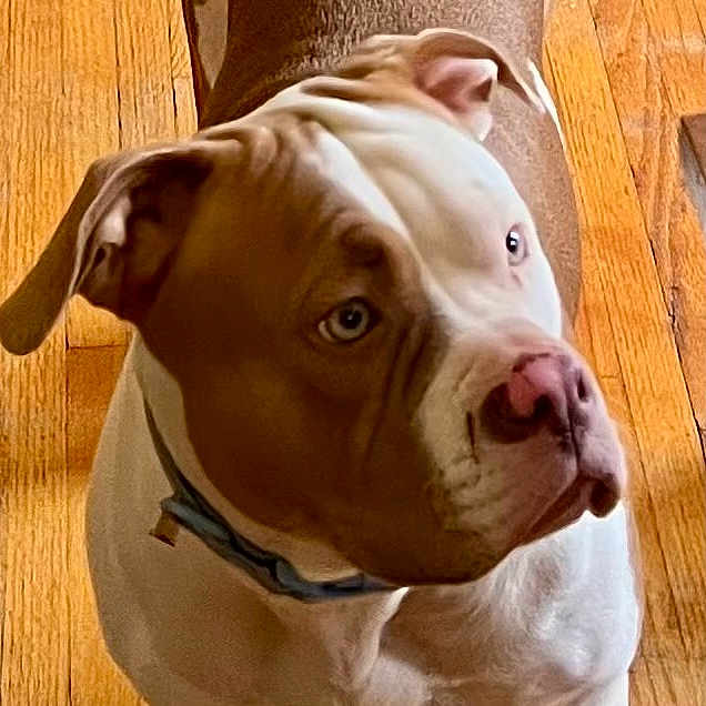 Cookie Darling is registered to the contest to win money with this photo: dog, brown_and_white, blue_eyes, canine, pet, indoor, wooden_floor, collar, close_up, portrait, animal, mammal, looking_away, ears, snout, fur, domestic_animal, companion, curious, gentle