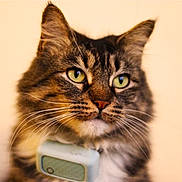 Lily joined the competition — help win amazing prizes! cat, tabby_cat, feline, pet, whiskers, green_eyes, portrait, close_up, fur, ears, nose, collar, indoor, cute, mammal, house_pet, domestic_animal, focused, soft_light, long_hair