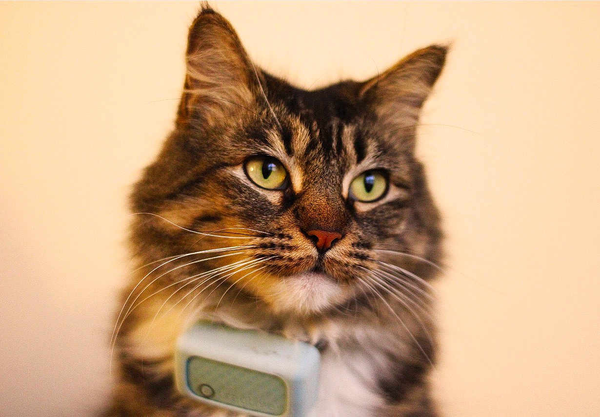 Lily joined the competition — help win amazing prizes! cat, tabby_cat, feline, pet, whiskers, green_eyes, portrait, close_up, fur, ears, nose, collar, indoor, cute, mammal, house_pet, domestic_animal, focused, soft_light, long_hair