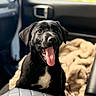 animal, black_dog, blanket, canine, car_interior, closeup, companion, cute, daylight, dog, fur, happy, indoors, pet, portrait, puppy, seat, tongue_out, window, young_dog