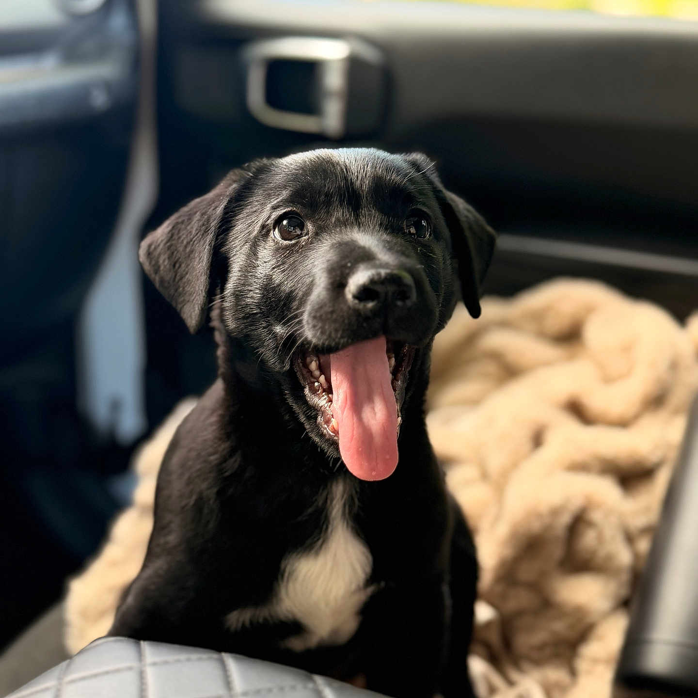 Cooper joined the competition — help win amazing prizes! animal, black_dog, blanket, canine, car_interior, closeup, companion, cute, daylight, dog, fur, happy, indoors, pet, portrait, puppy, seat, tongue_out, window, young_dog