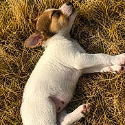 Baya participe au concours pour gagner de l'argent avec cette photo : puppy, dog, sleeping, grass, outdoor, sunlight, animal, cute, pet, nature, summer, small, white, brown, fur, relaxation, peaceful, young, laying, adorable
