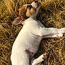 puppy, dog, sleeping, grass, outdoor, sunlight, animal, cute, pet, nature, summer, small, white, brown, fur, relaxation, peaceful, young, laying, adorable