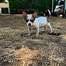 Baya participe au concours pour gagner de l'argent avec cette photo : puppy, dog, chihuahua, grass, outdoor, garden, small_dog, pet, animal, ears_up, curious, sunlight, nature, hedge, car, brown_and_white, standing, young_dog, canine, alert