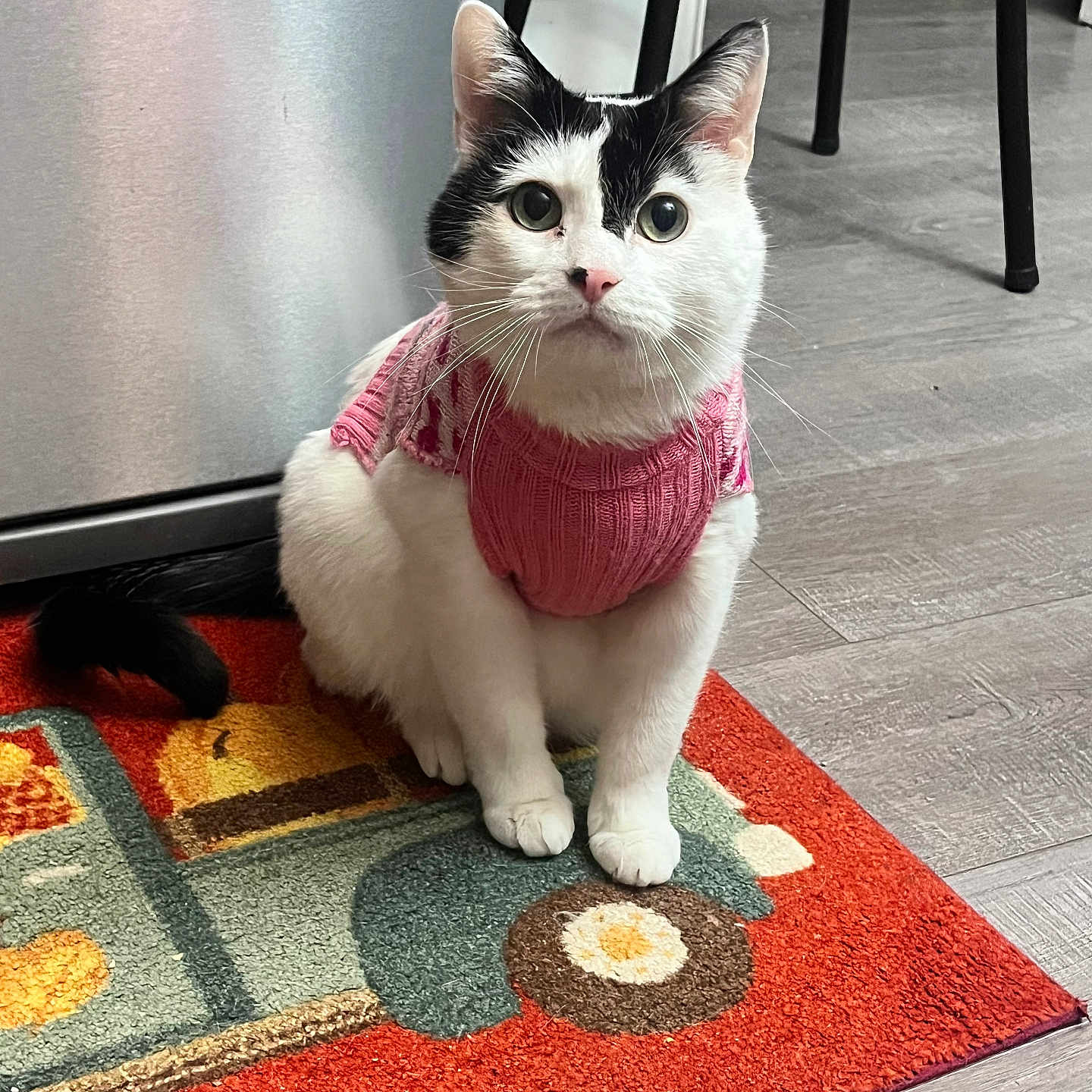 Meko is registered to the contest to win money with this photo: black_and_white_fur, cat, cute, feline, floor, hardwood_floor, indoor, kitchen, looking_at_camera, paws, pet, pink_sweater, portrait, refrigerator, rug, sitting, stool, sweater, whiskers, wide_eyes