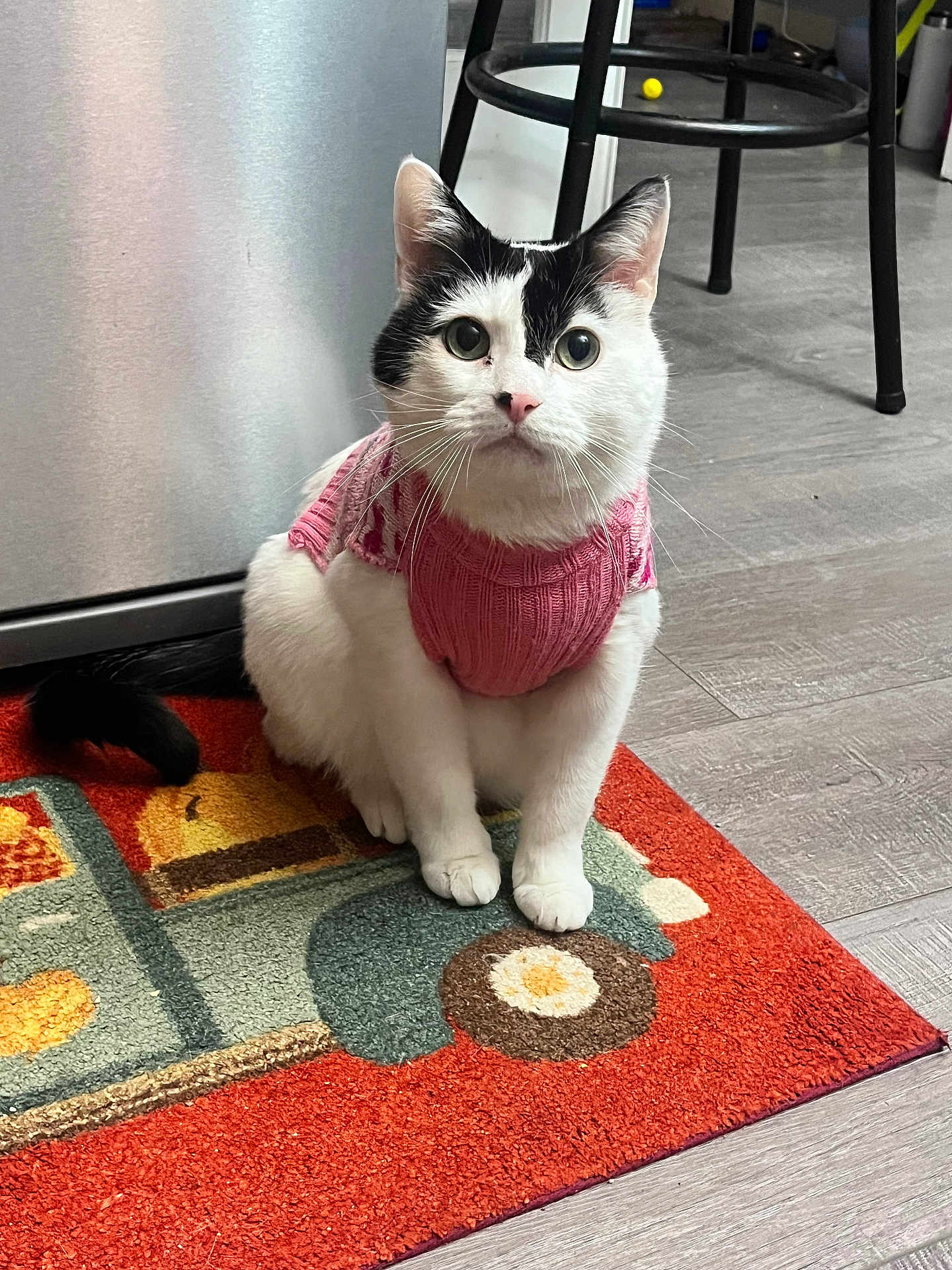 Meko is registered to the contest to win money with this photo: black_and_white_fur, cat, cute, feline, floor, hardwood_floor, indoor, kitchen, looking_at_camera, paws, pet, pink_sweater, portrait, refrigerator, rug, sitting, stool, sweater, whiskers, wide_eyes