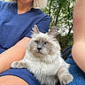 cat, kitten, fluffy, long_hair, blue_eyes, white_fur, gray_fur, pet, animal, sitting, lap, person, arms, denim, blue_clothing, outdoor, trees, nature, portrait, close_up