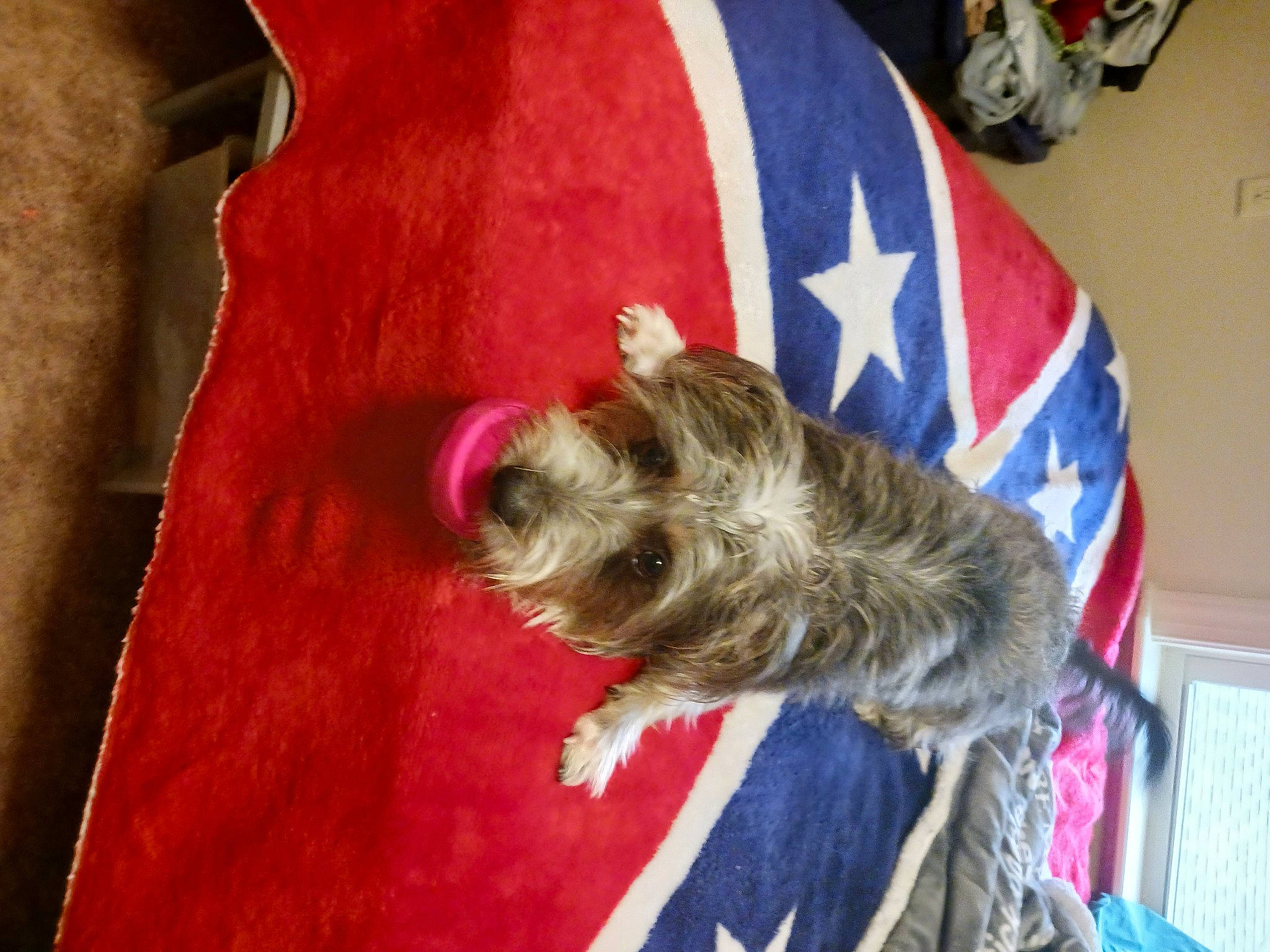 Baby Peppa is registered to the contest to win money with this photo: canidae, carnivore, companion_dog, dog, dog_breed, dog_clothes, dog_supply, fur, hardwood, liver, schnauzer, small_terrier, snout, sporting_group, standard_schnauzer, terrier, toy_dog, wood, working_animal, yorkshire_terrier