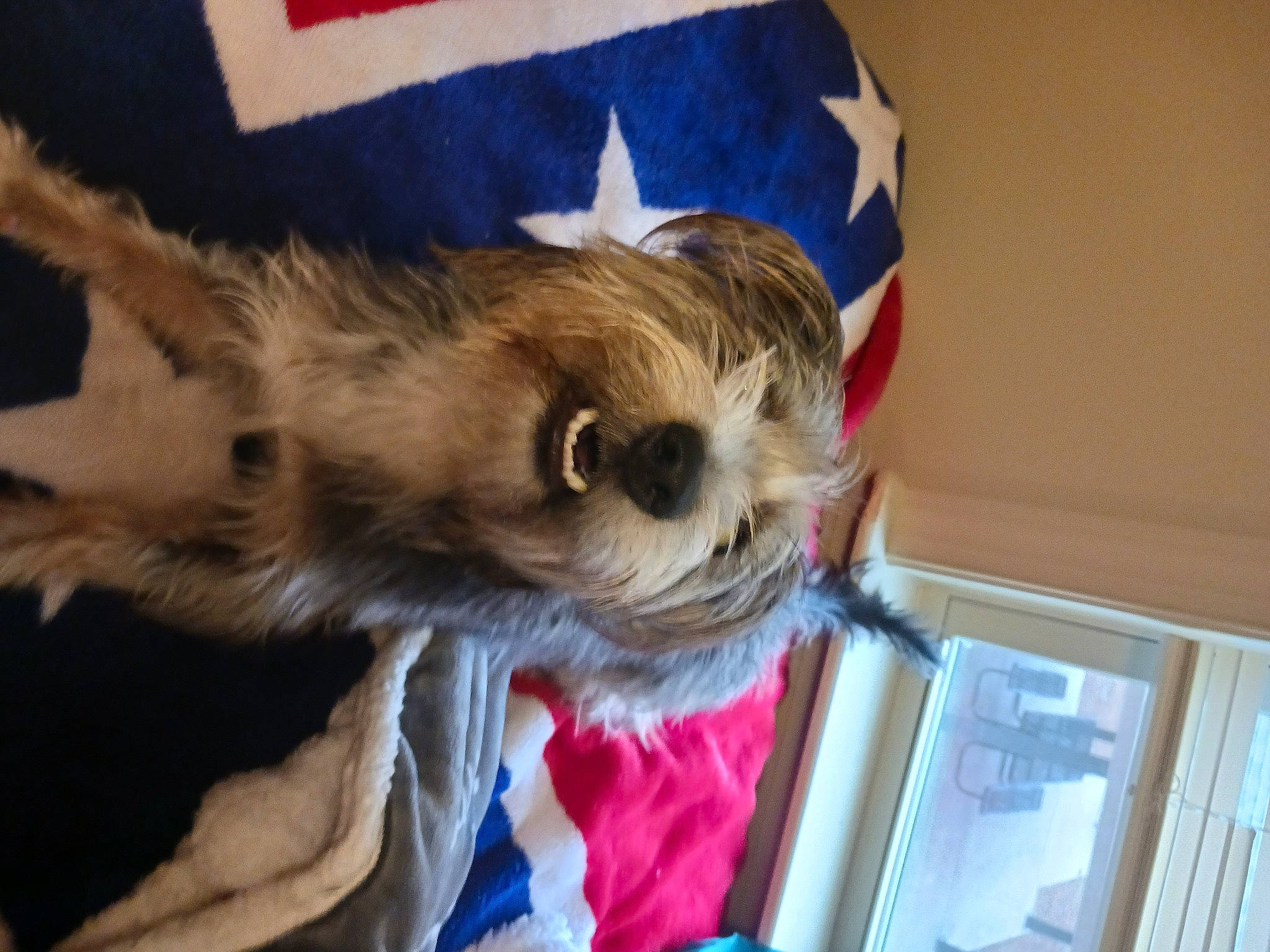 Baby Peppa joined the competition — help win amazing prizes! canidae, carnivore, comfort, companion_dog, dog, dog_breed, dog_clothes, dog_supply, eyewear, fawn, felidae, fur, liver, small_terrier, snout, sporting_group, terrier, toy_dog, whiskers, window