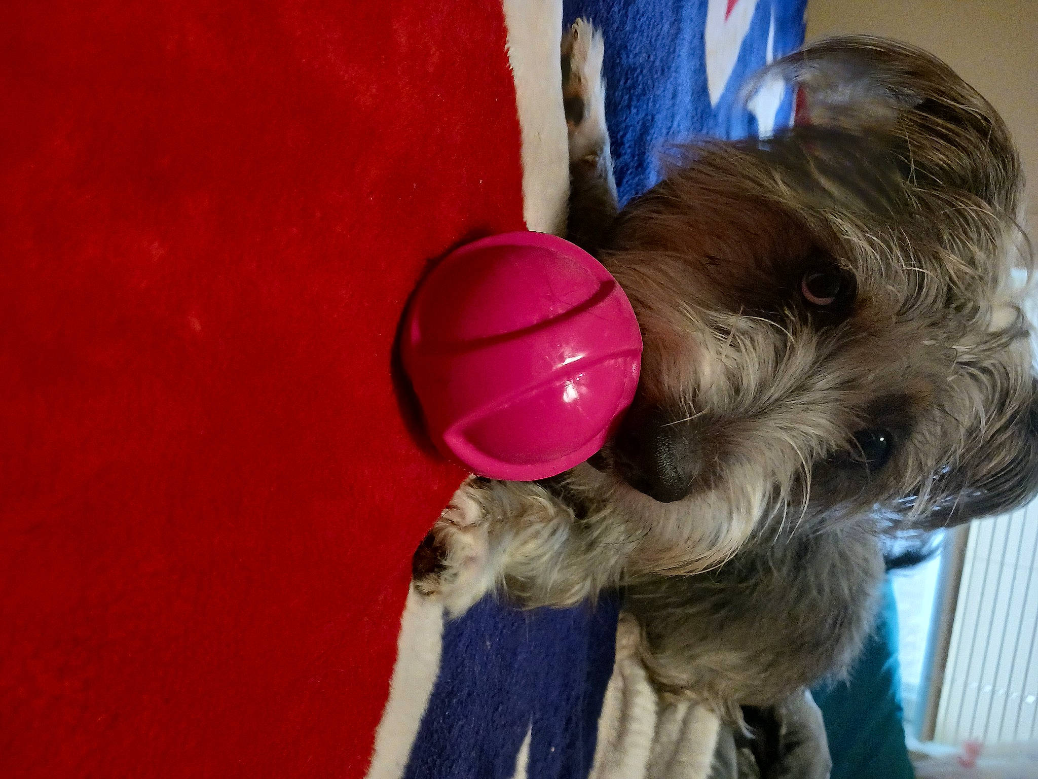 Baby Peppa is registered to the contest to win money with this photo: canidae, carnivore, child, companion_dog, dog, dog_breed, dog_supply, fashion_accessory, fawn, fur, hat, liver, pet_supply, small_terrier, snout, sporting_group, terrier, toy, toy_dog, working_animal