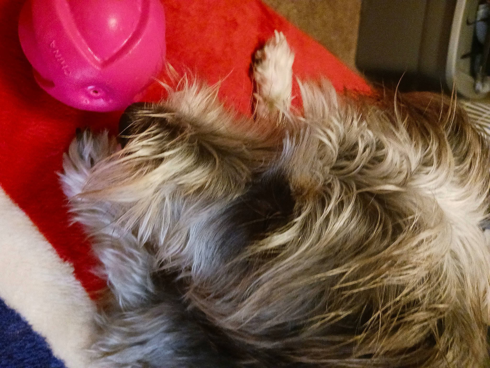 Baby Peppa is registered to the contest to win money with this photo: canidae, carnivore, companion_dog, dog, dog_breed, dog_supply, ear, fawn, felidae, fur, liver, paw, small_terrier, snout, sporting_group, tail, terrier, toy_dog, whiskers, working_animal