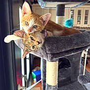 Samson And Zion is registered to the contest to win money with this photo: cat, cat_tree, curious, cute, ears, feline, fur, furniture, ginger, home, indoor, kitten, pet, playing, relaxing, snuggling, tabby, toy, whiskers, window
