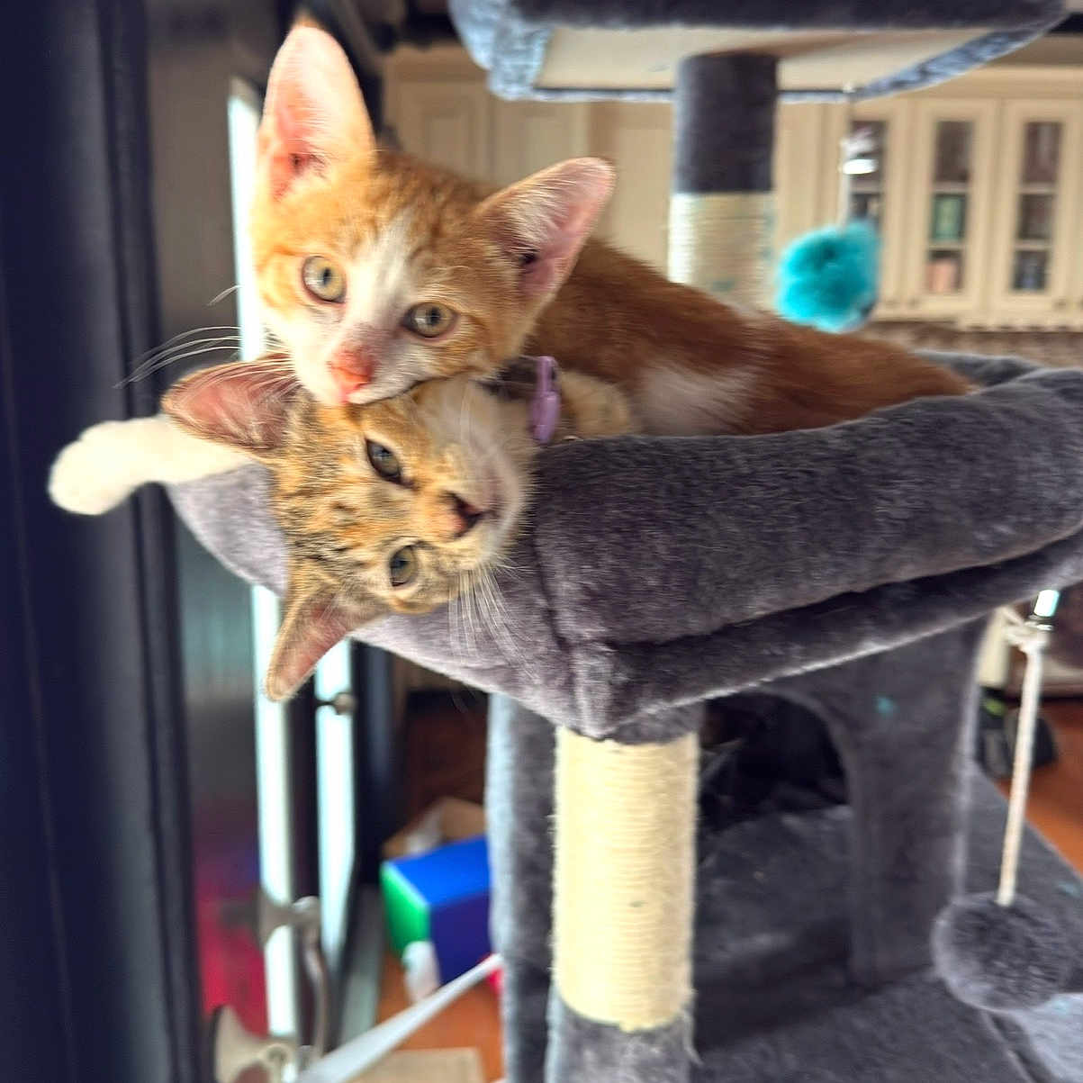 Samson And Zion is registered to the contest to win money with this photo: cat, cat_tree, curious, cute, ears, feline, fur, furniture, ginger, home, indoor, kitten, pet, playing, relaxing, snuggling, tabby, toy, whiskers, window
