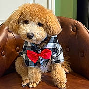 Toffee joined the competition — help win amazing prizes! dog, poodle, apricot, curly_fur, bow_tie, shirt, checkered, leather_chair, brown_chair, tufted_chair, pet, cute, sitting, indoor, animal, fluffy, adorable, portrait, furry, companion