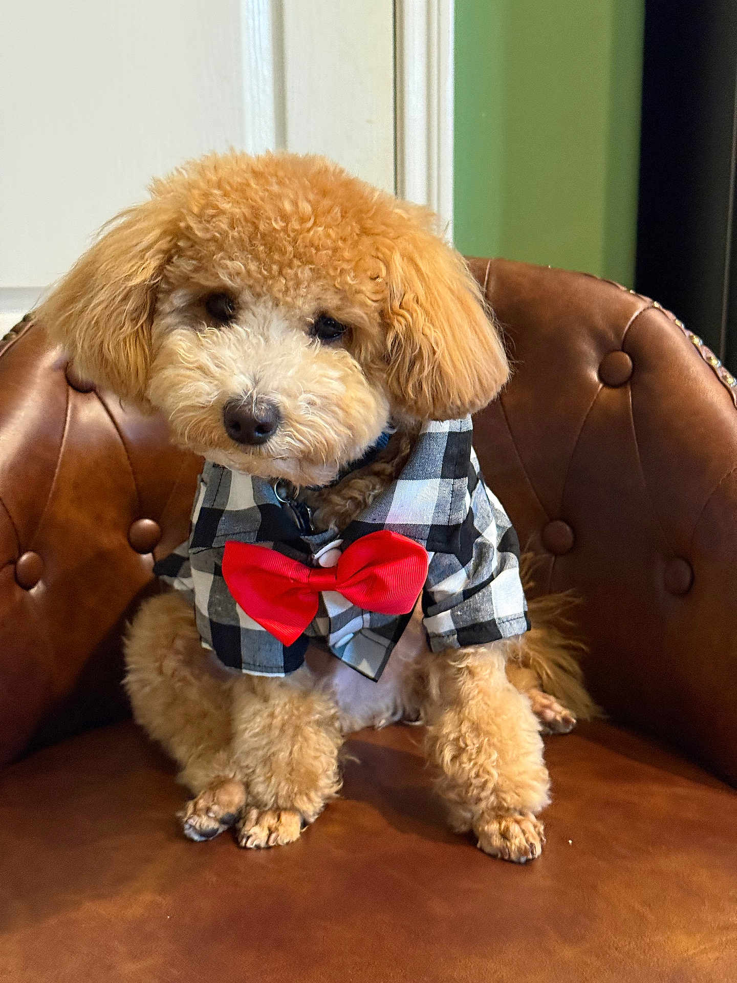 Toffee joined the competition — help win amazing prizes! dog, poodle, apricot, curly_fur, bow_tie, shirt, checkered, leather_chair, brown_chair, tufted_chair, pet, cute, sitting, indoor, animal, fluffy, adorable, portrait, furry, companion