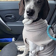Praline a rejoint le concours — aidez-le/la à gagner de superbes lots ! dog, pet, car_interior, seat, clothing, sweater, canine, animal, window, door, resting, leash, furry, white, black, brown, side_view, calm, indoors, companion