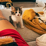 Peal participe au concours pour gagner de l'argent avec cette photo : kitten, cat, blanket, couch, remote_control, person, tattoo, shorts, indoor, floor, wood_floor, table, furniture, curious, pet, cozy, relaxing, animal, living_room, soft_texture
