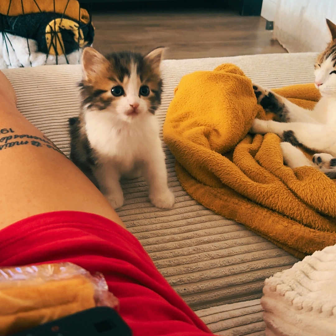 Peal participe au concours pour gagner de l'argent avec cette photo : kitten, cat, blanket, couch, remote_control, person, tattoo, shorts, indoor, floor, wood_floor, table, furniture, curious, pet, cozy, relaxing, animal, living_room, soft_texture