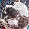 cat, cats, sleeping, cozy, basket, fur, pet, animal, cute, resting, curled_up, indoor, feline, nap, friendship, comfort, whiskers, paw, peaceful, home