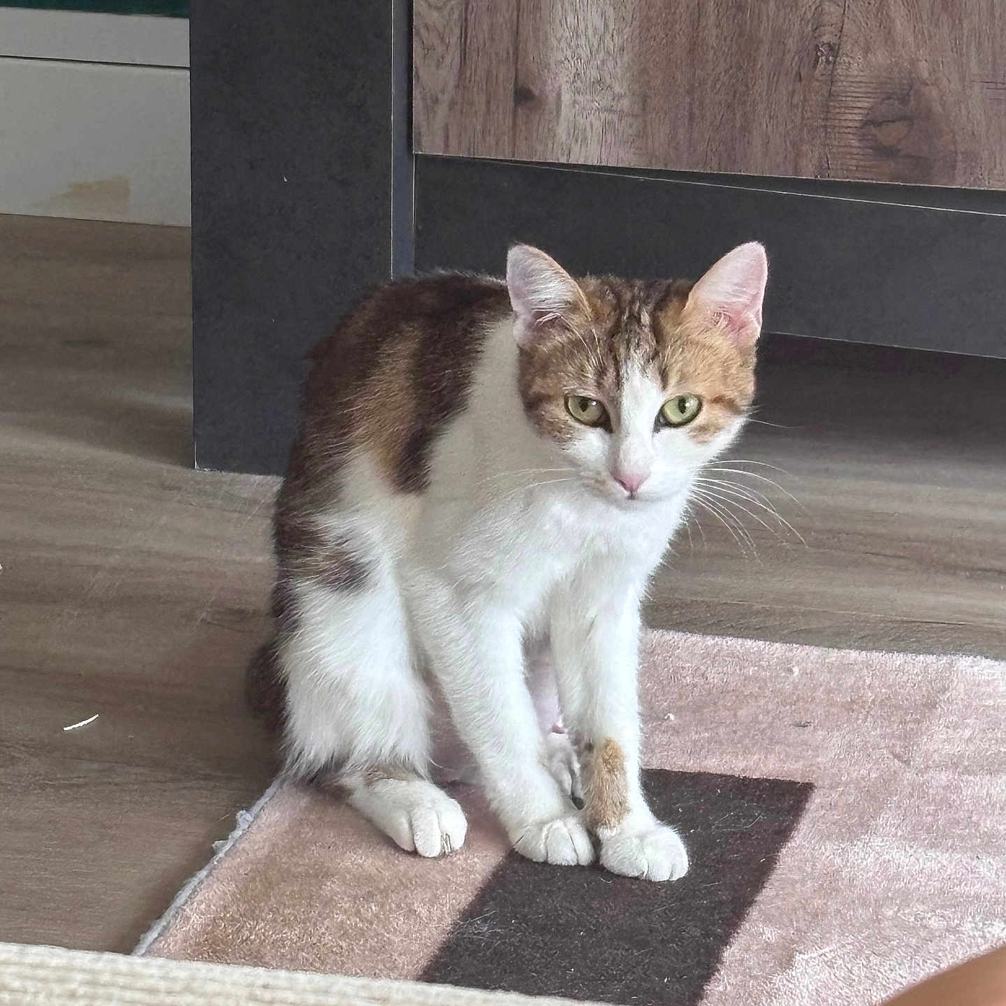 Chiquette