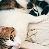 cat, feline, pet, animal, cute, resting, bed, cushion, fur, white, brown, black, eyes, indoor, cozy, relaxed, sleepy, paw, whiskers, domestic